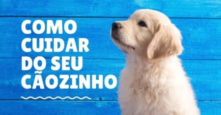 Como Cuidar de Um Cachorro – 8 Dicas Básicas