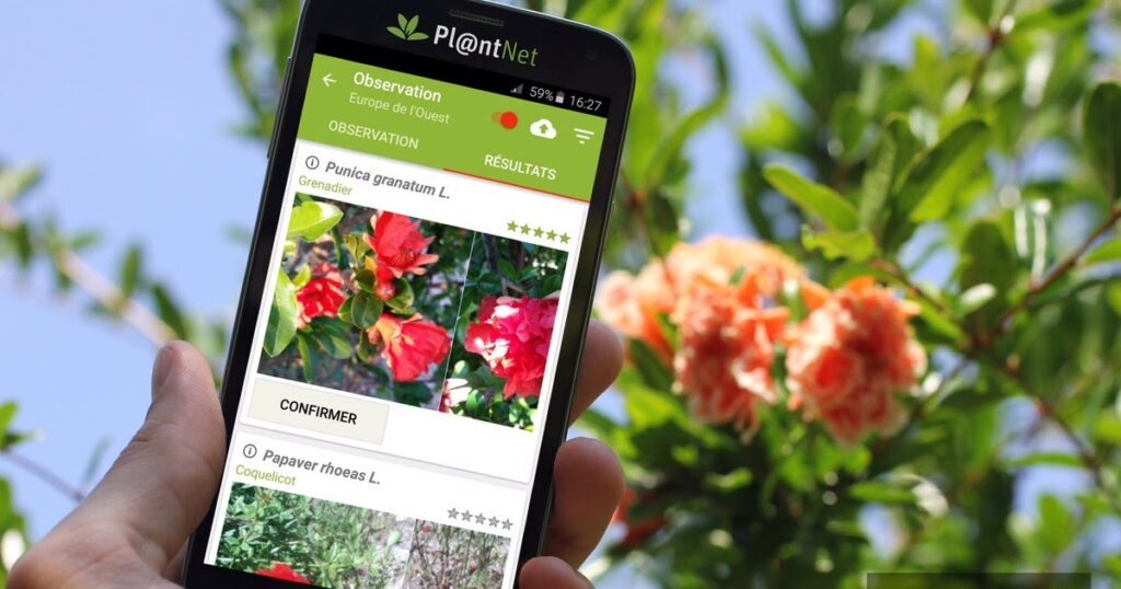  aplicaciones que te permiten conocer los nombres de las plantas