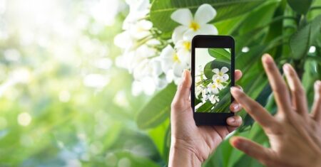Explora aplicaciones que te permiten conocer los nombres de las plantas