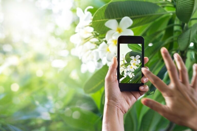 aplicaciones que te permiten conocer los nombres de las plantas